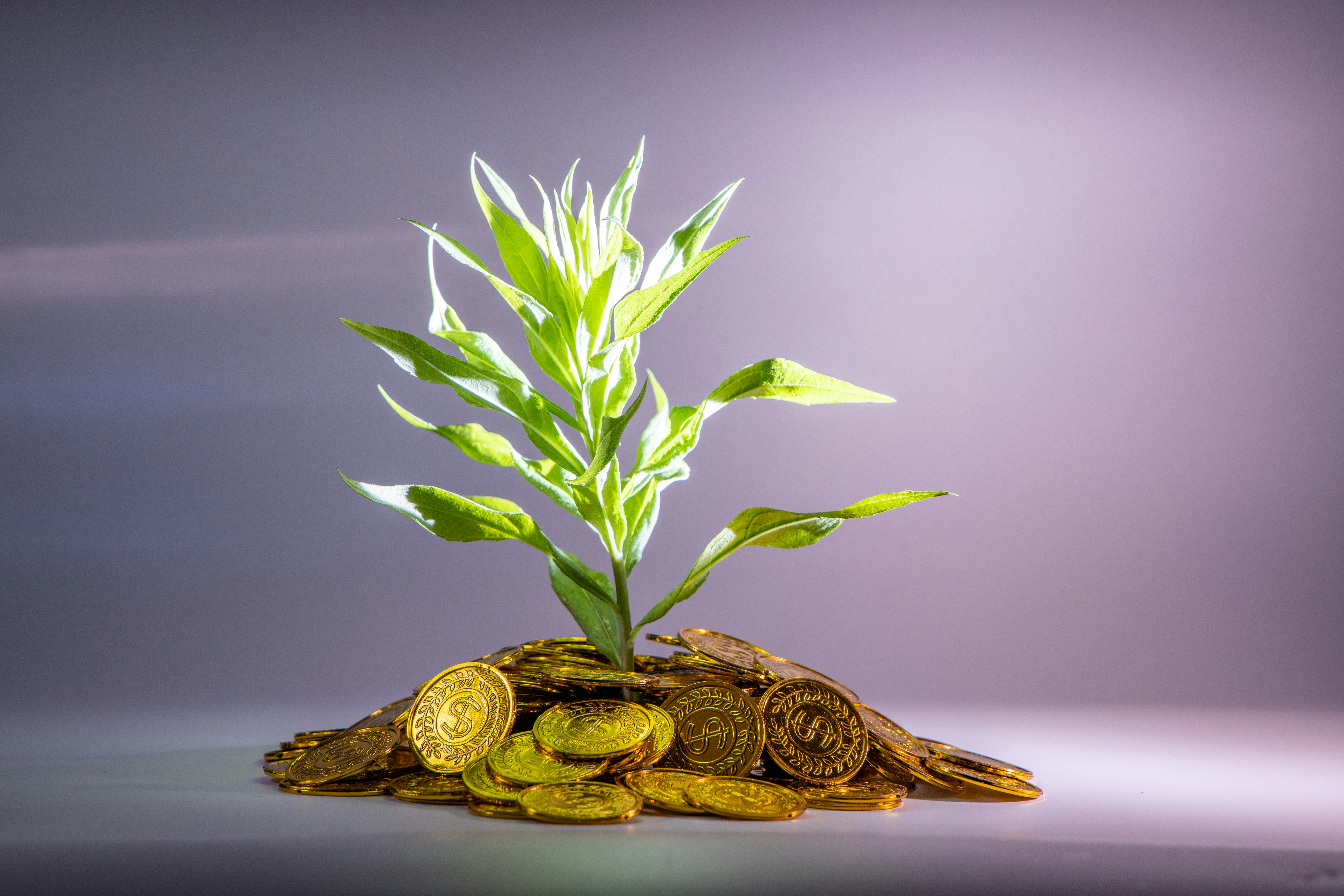 Moneda plantada en tierra de la que brota una pequeña planta representando la diferencia entre guardar e invertir para hacer crecer el dinero