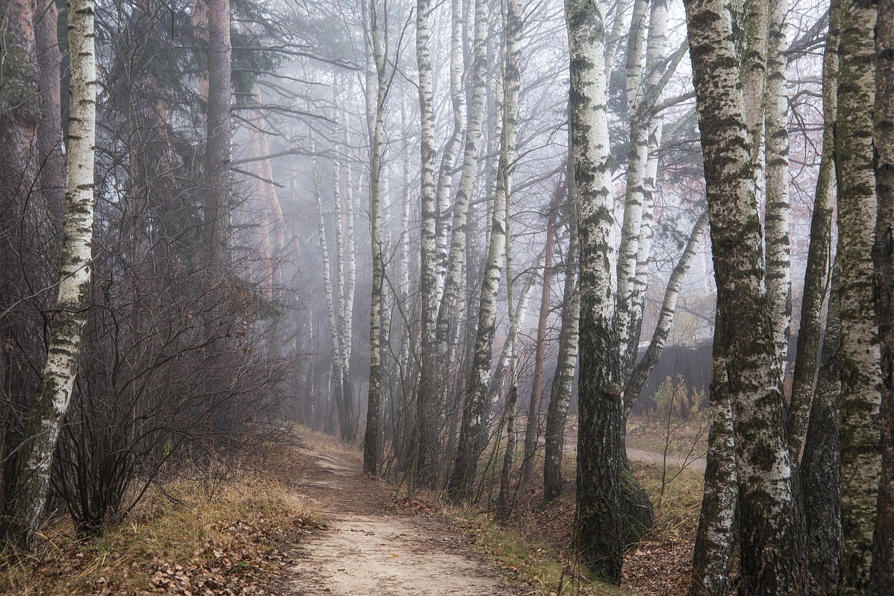 Camino desierto hermoso con abetos (birches) en referencia al poema de Robert Frost, porque el camino menos transitado hace toda la diferencia