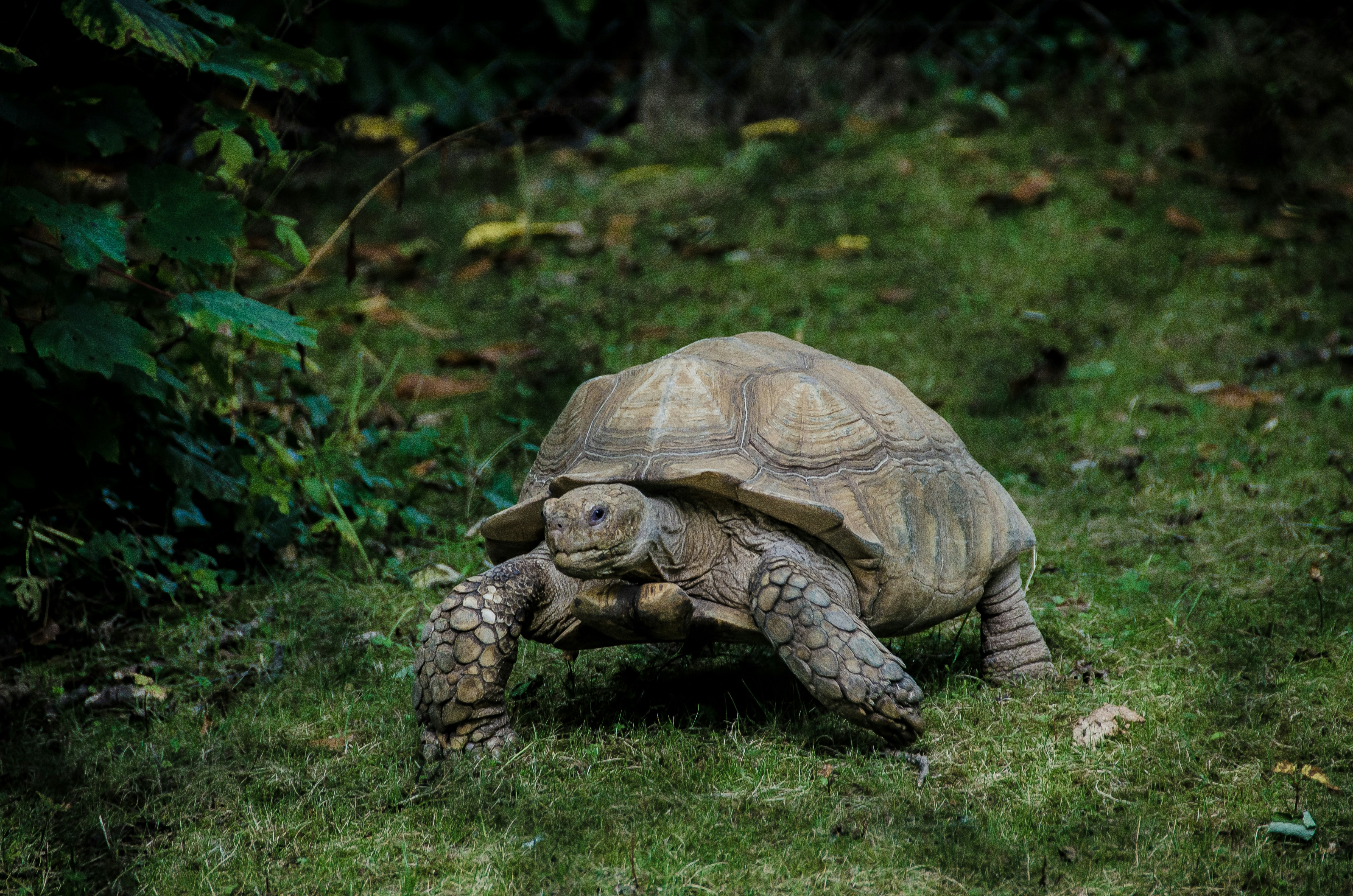 Tortuga avanzando sobre una superficie limpia, representando la seguridad y el rendimiento estable pero moderado de los Cetes a corto plazo